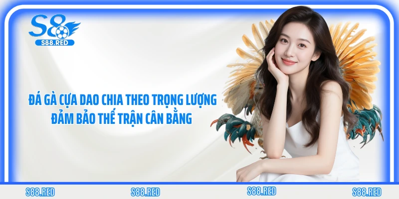 Đá gà cựa dao chia theo trọng lượng đảm bảo thế trận cân bằng 